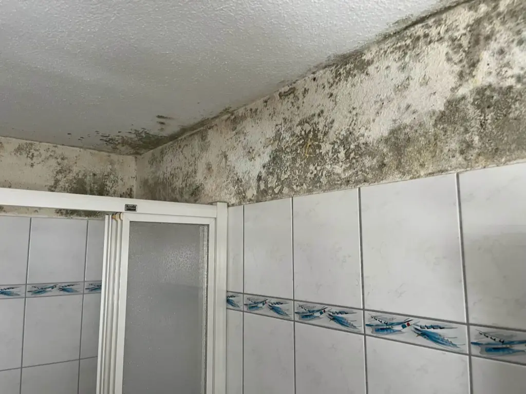 Starker Schimmelbefall an Wand und Decke oberhalb der Plättli eines Badezimmers